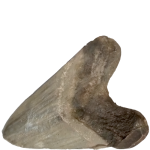 Megalodon Shark Tooth grey
