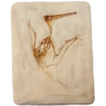 Pterosaur Skeleton