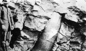 Polystrate Fossils running through rock layers