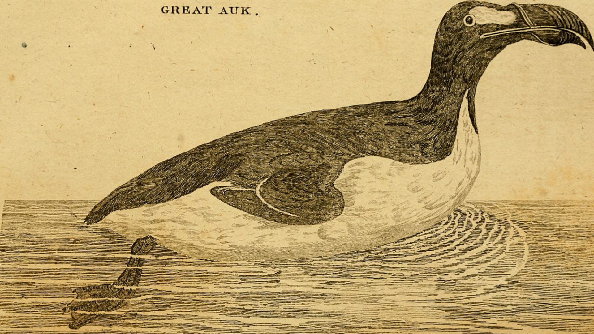 great auk-natural selection-richard nelson-darwin then and now