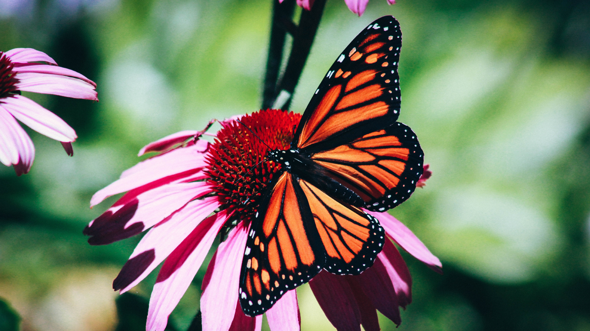 butterfly-bugs-creation-biblical creation-milkweed