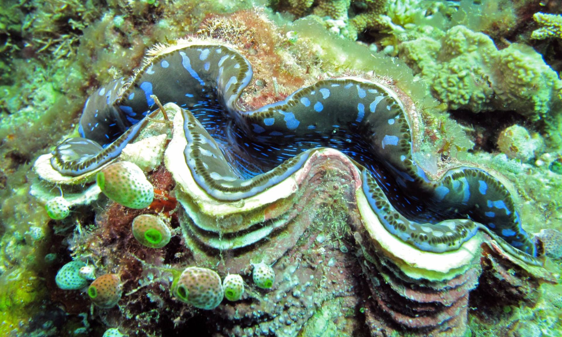giant clam-scientific research-john mackay-science daily