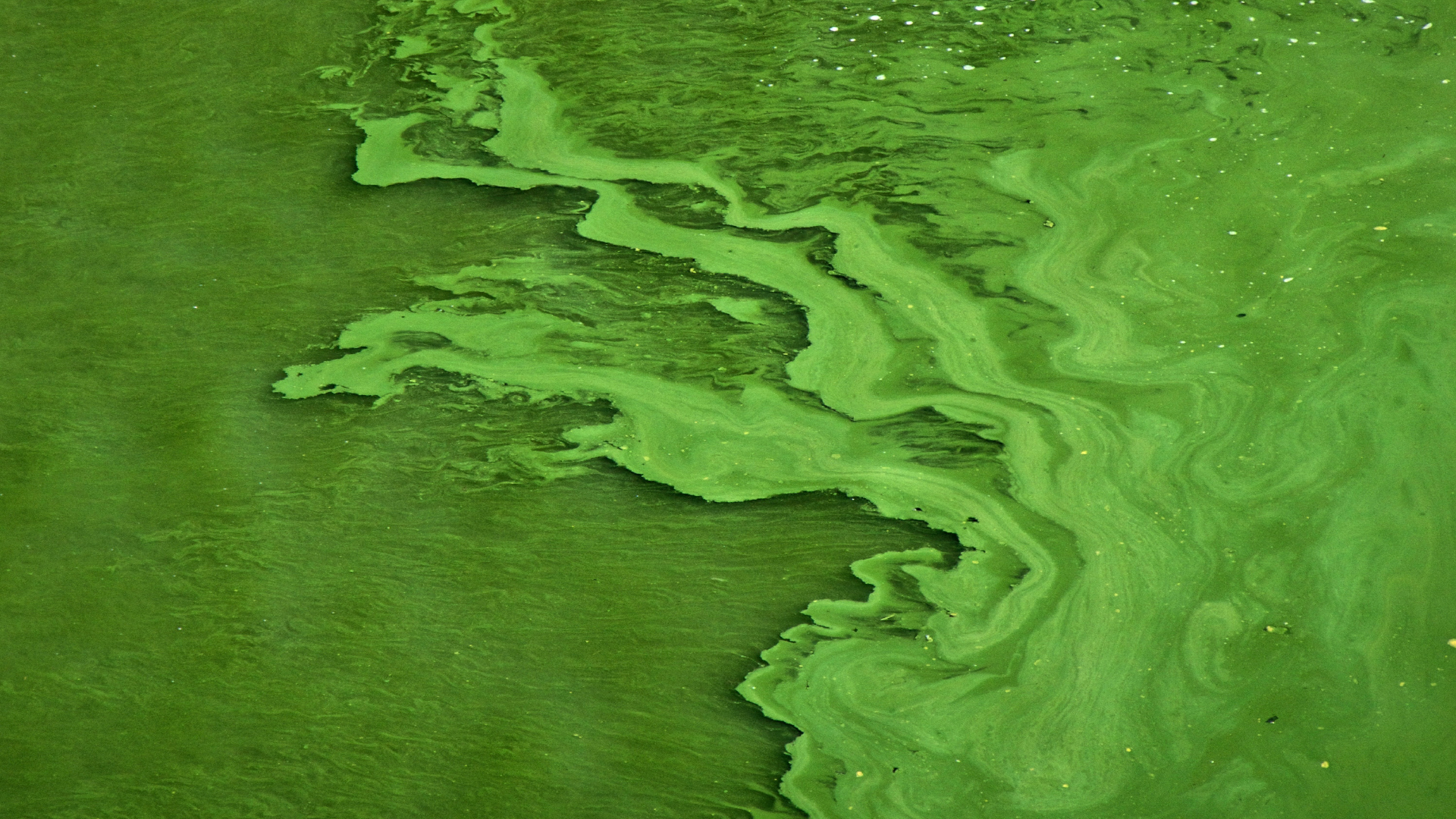 algae-evolution-charles darwin