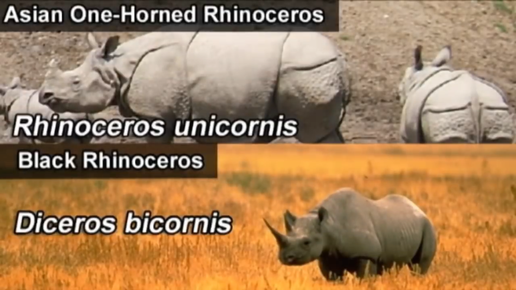 Asian one-horned rhinoceros is rhinoceros unicornis, and the scientific name for a two-horned rhinoceros is diceros bicornis.